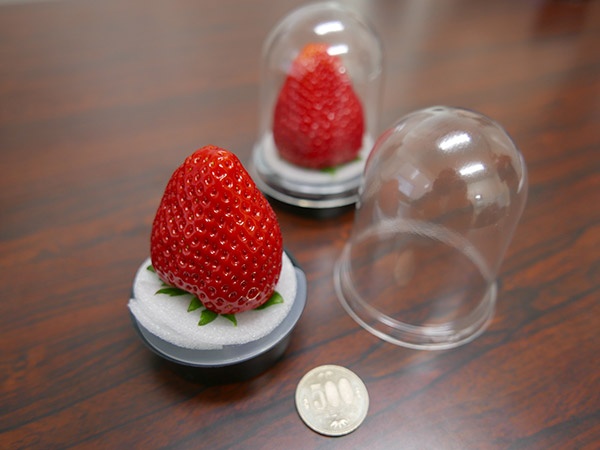 非接触容器「フレシェル」と超大型イチゴのスカイベリー