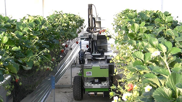 イチゴを収穫するロボット。センサーで「果柄」をつまみ、切断して収穫する
