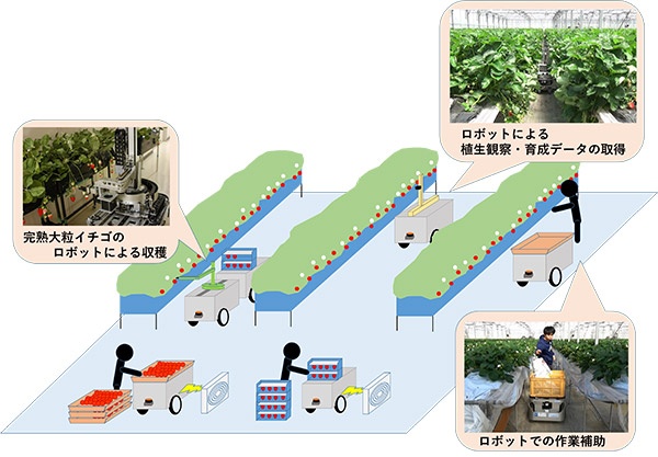 尾崎教授と柏嵜准教授が目指すイチゴ生産の仕組み