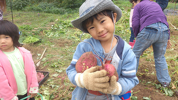 食育体験でさつま芋を収穫する子どもたち