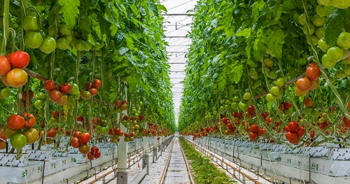 オランダのハウスにおけるトマト栽培の風景(写真:123RF)