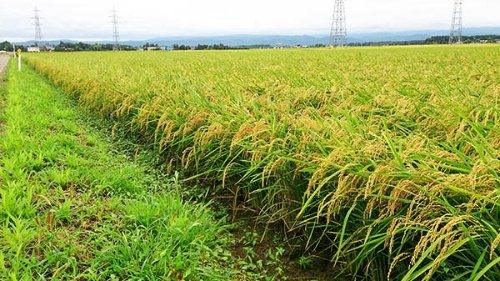 上越地区を中心に生産が急拡大している良食味多収米「つきあかり」の圃場(新潟県上越市)での様子。(写真提供:農研機構)