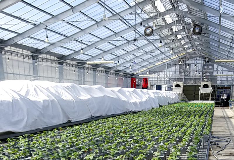 製造業で活用されているカイゼンやQCDの手法を農業に活用、生産性を2倍近く向上した例が相次いで登場している（提供：JMAC）