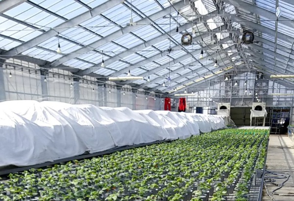 製造業で活用されているカイゼンやQCDの手法を農業に活用、生産性を2倍近く向上した例が相次いで登場している(提供:JMAC)