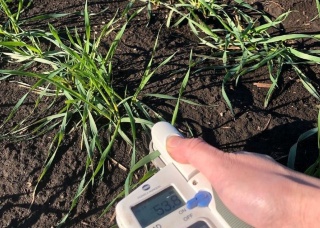 葉色を機械で測定し、肥料が足りているかを判断する(提供:茨城パン小麦栽培研究会)