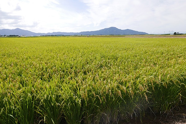 すくすく育つ「新之助」の稲穂(写真:高山和良)