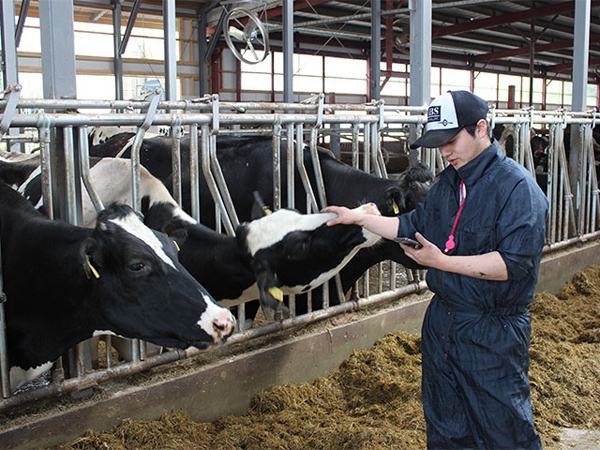 パインランドデーリィではスマホから操作できる牛の管理用ソフトを導入した（写真提供：ファームノート）