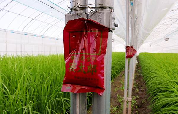 ハウス内には二酸化炭素発生剤「寝太郎」が施されている。冬の間は換気ができないため稲の光合成に必要な炭酸ガスが不足してしまう。これを補うことで稲の生育が進む（写真：谷生聡）