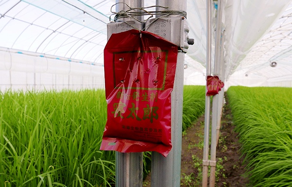 ハウス内には二酸化炭素発生剤「寝太郎」が施されている。冬の間は換気ができないため稲の光合成に必要な炭酸ガスが不足してしまう。これを補うことで稲の生育が進む(写真:谷生聡)