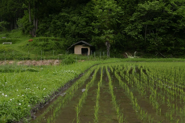 田植えがすんだばかりの水田。奥に見える小屋は灰屋(はんや)と呼ばれるもので肥料置場などに使われていたものだ(写真:高山和良)