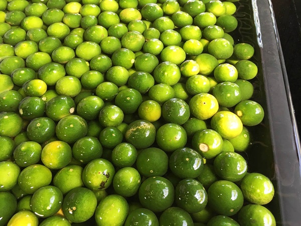 廃棄していた 摘果みかん を 宝 に変える Page 2 日経ビジネス電子版 Special