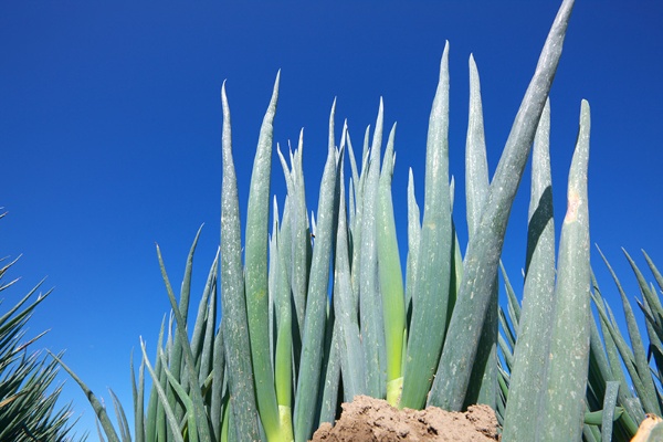 日本一のネギ生産地 深谷市が挑む農業振興 日経ビジネス電子版 Special 日本一のネギ生産地 深谷市が挑む農業振興 日経ビジネス電子版 Special