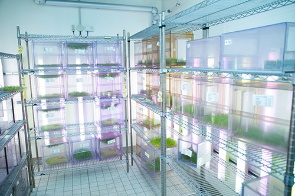 平塚にあるJA全農の営農・技術センター。ここでは害虫を飼育し、農薬の効果を測定している。(写真:木村 輝)