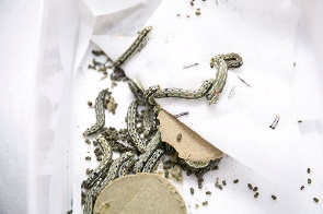 平塚にあるJA全農の営農・技術センター。ここでは害虫を飼育し、農薬の効果を測定している。(写真:木村 輝)