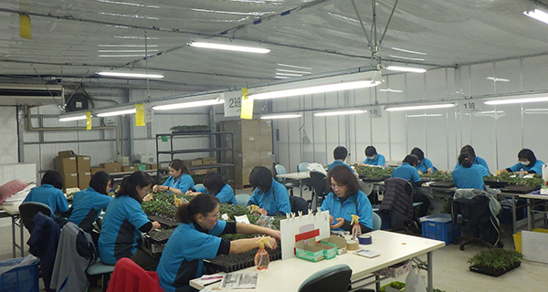 接ぎ木の作業。ベルグ福島の野菜苗生産のキモになる重要な作業 （写真：ベルグ福島）