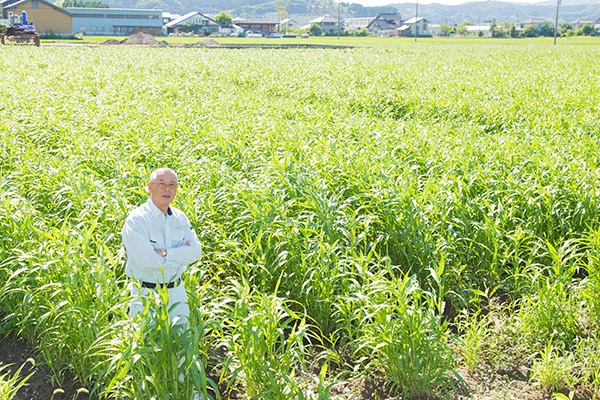 JAアグリひみで生産するハトムギを背にする小坪勝之部長。今年の生育は良く、「この状況なら反収220キロはいくでしょう」と予測する。(写真:佐藤久)