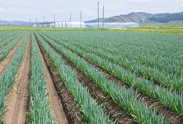 経営面積20haの「園芸メガ団地」風景。中央に見えるのは育苗のためのビニールハウス群