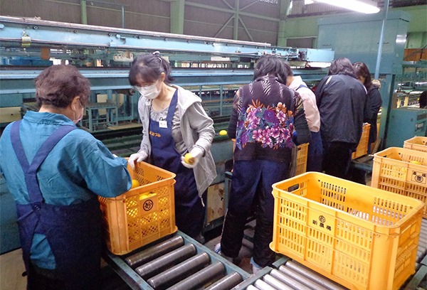 レモン　まとめ売り35色　おまけ5色 無限の市場に、安心の国産レモンで乗りだせ！ - 日経ビジネス電子版