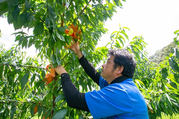 品質向上のため、桃の生産方法の改良を重ねている