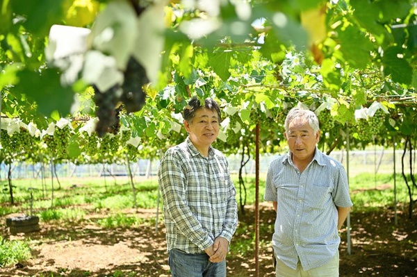 ぶどう栽培に最適な伝統ある産地を絶やさないための挑戦は続く