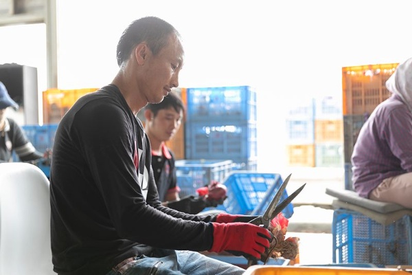 取材当日も外国人実習生が赤玉ねぎの出荷作業を行っていた。