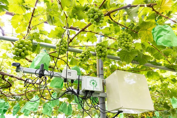 ハウス内に設置されたIoTセンサーとカメラ