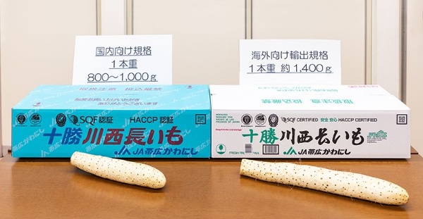 海外市場では国内に比してサイズ(3L・4L)の太物の長いもが一般的。国内の倍程度の価格が付く場合も