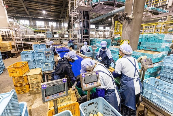 海外向けの取り組みとして、選果段階で人の目を介した独自方法を採用