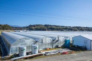 宮崎県産ピーマン。熱帯出身の作物ゆえに冬場はビニールハウス内の温度を常時保つ必要があり、そのために重油の残量管理が課題だった