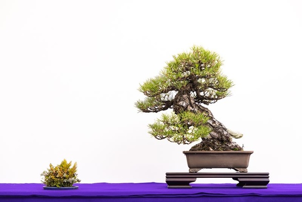 高松盆栽は苗木の時から人の手が関わっており、美しさの中に不思議な親近感があるといわれる