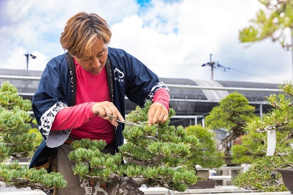 盆栽は四季を経て、1年ごとにその魅力を増す。熟練の技と情熱が織りなす世界は圧巻の存在感を持つ
