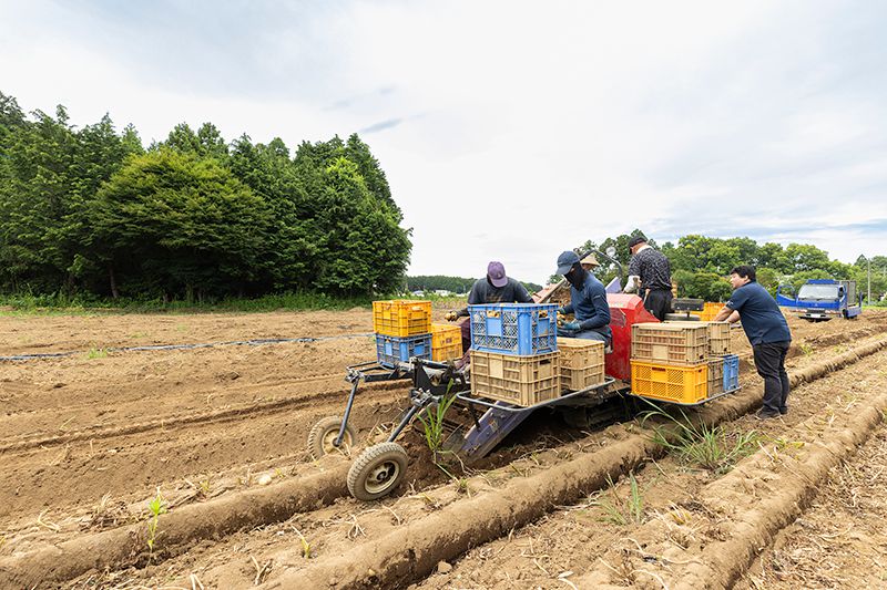 機械を用いた馬鈴薯収穫の様子