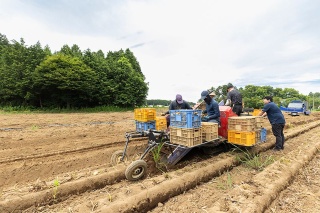 機械を用いた馬鈴薯収穫の様子