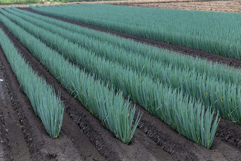 一面に植え付けられたTOM-VEGE「ぼけしらず」ネギの畑。「土」に徹底してこだわったJA十和田おいらせの野菜は総じて評価が高い