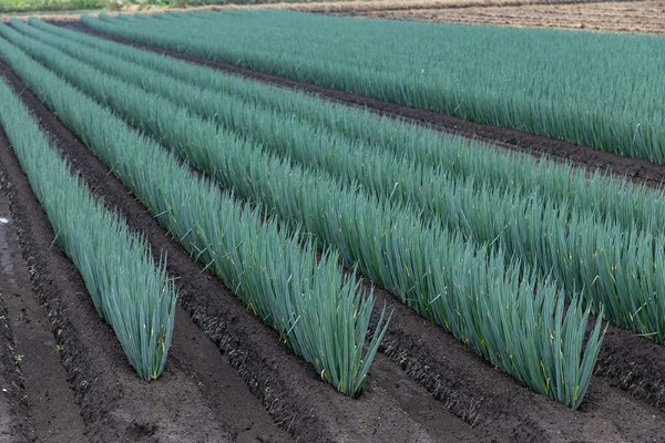一面に植え付けられたTOM-VEGE「ぼけしらず」ネギの畑。「土」に徹底してこだわったJA十和田おいらせの野菜は総じて評価が高い
