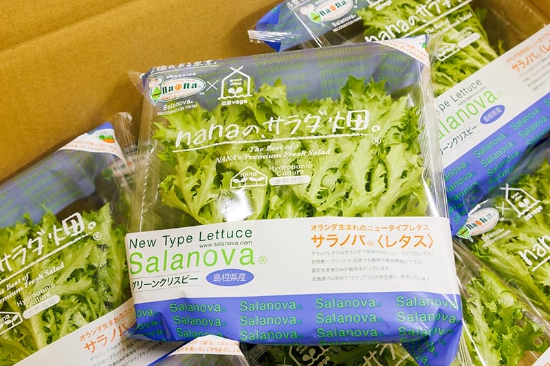 箱の中に詰められて出荷を待つグリーンクリスピー。取材は夏場に実施したが、猛暑でも室内では絶え間なく生産サイクルが回っていた