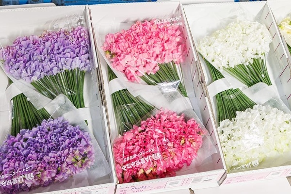「扇形箱詰め法」で収められたスイートピー。さらに花シミを防ぐため、和紙やPPフィルムで花全体をくるんでいる