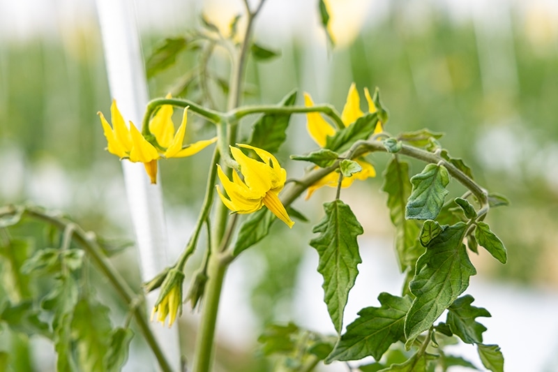 トマトの花は黄色。花の数が極端に少ないと栄養不足のおそれがあるという