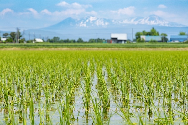 雄大な北海道の自然を背景に、順調に育つ水稲