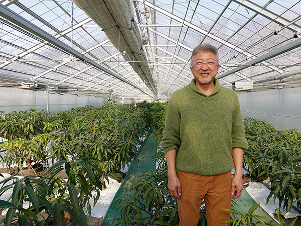 ハウス内には250本のマンゴーが植えられている