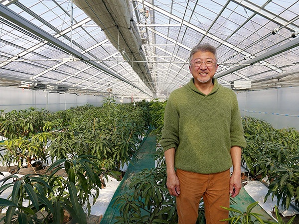 ハウス内には250本のマンゴーが植えられている