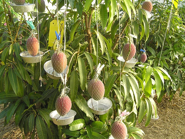 極寒の地 北海道で完熟マンゴーを生産 Page 2 日経ビジネス電子版 Special 極寒の地 北海道で完熟マンゴーを生産 Page 2 日経ビジネス電子版 Special