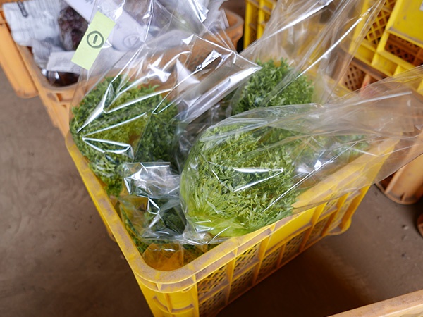 葉物野菜は、収穫後、人の手が触れるたびに傷んでいく。生産者から消費者の手元に至るまでの間に何人もが触ることで、「品質は落ちていく」(久松さん)のだという(写真:高山 和良)