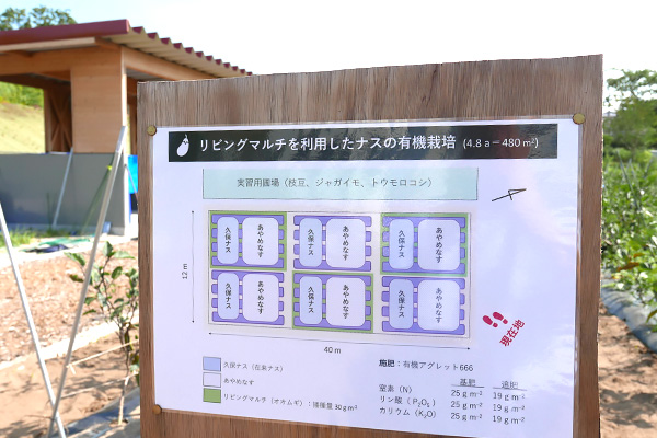 リビングマルチを利用したナスの有機栽培立て看板