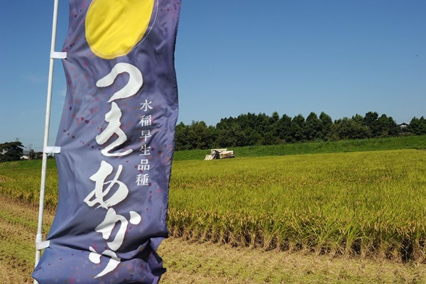 「つきあかり」の収穫(写真提供:JAえちご上越)