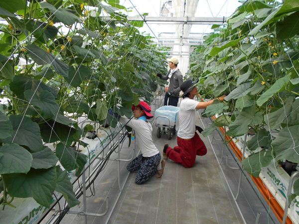 スマートハウスで労働環境を改善したJAかいふ - 日経ビジネス電子版