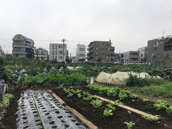練馬区内の区民農園。練馬区は区民に対して積極的に農業体験の機会を提供してきた