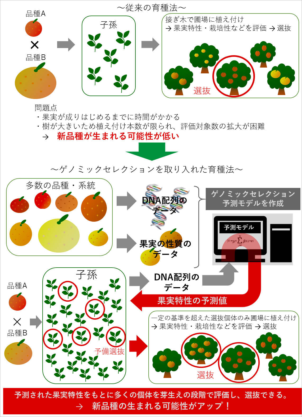 最新のゲノム技術を取り入れた新しい育種法では、親品種を掛け合わせて作った果実の種から芽を出し、その時点でDNA配列のデータを調べて優良個体を抜き出す。芽生えの段階でも、予測モデルとコンピューター解析によって、どのような果実が出来るかある程度わかる。選抜した個体を実が着くまでの大きな木に育てる必要がないため、新品種開発のスピードが大幅に上がる。最近では「ゲノミックセレクション（GS）」や「ゲノムワイド関連解析（GWAS）といった、大量のDNA情報を数学的・統計学的に解析する技術によって予測の精度が上がり適用の範囲も広がっている。（図提供：農研機構）