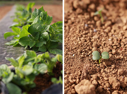 現在、川名さんの畑で育てられている野菜の一部。左はジャガイモ、右はコマツナの芽。（写真：川名桂／ネイバーズファーム）