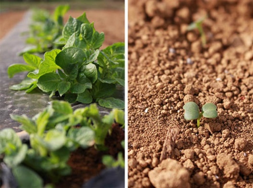 現在、川名さんの畑で育てられている野菜の一部。左はジャガイモ、右はコマツナの芽。(写真:川名桂/ネイバーズファーム)